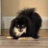 animal, black, canine, companion, crouching, curious, cute, dog, domestic, fluffy, fur, house, indoor, mischievous, pet, playful, pomeranian, small_dog, tan, wood_floor