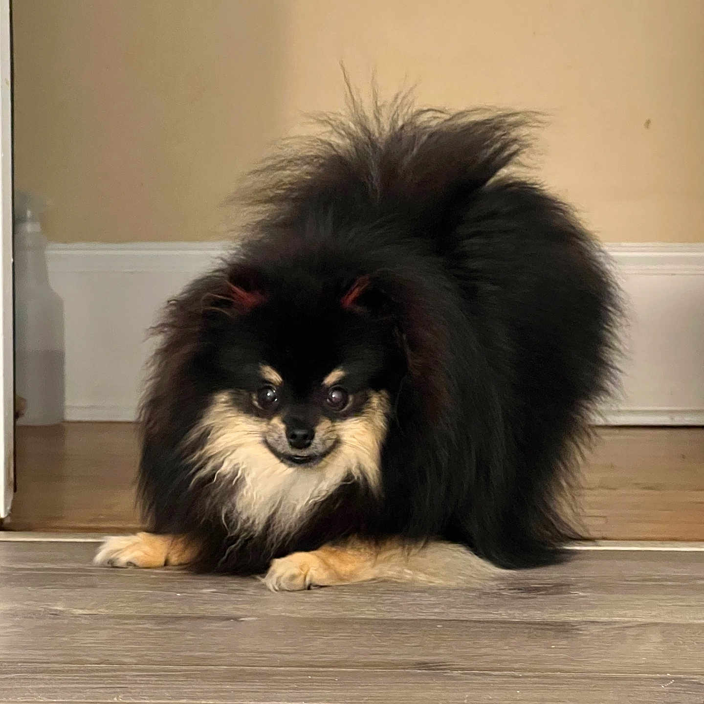 Calissi is registered to the contest to win money with this photo: dog, fluffy, black, tan, small_dog, indoor, wood_floor, curious, pet, mischievous, animal, cute, fur, pomeranian, crouching, playful, house, canine, companion, domestic