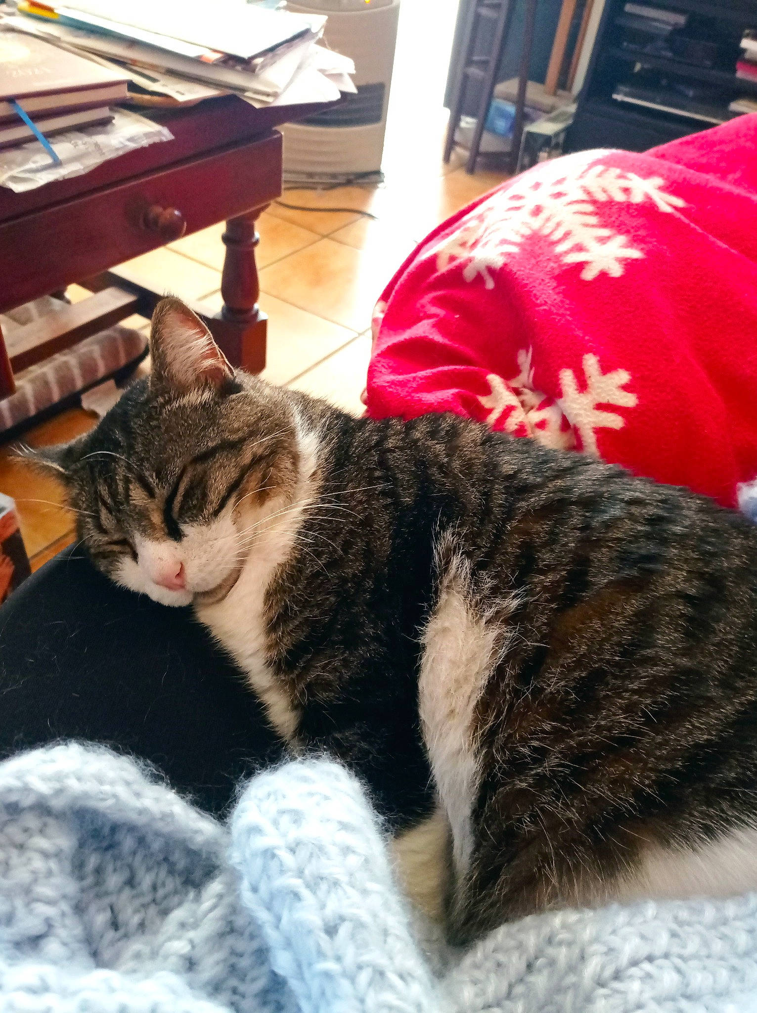 Sherlock a rejoint le concours — aidez-le/la à gagner de superbes lots ! carnivore, cat, claw, comfort, desk, domestic_short_haired_cat, felidae, flooring, fur, nap, office_supplies, paw, room, small_to_medium_sized_cats, snout, table, tail, terrestrial_animal, whiskers, wood