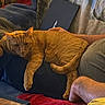 cat, orange_cat, pet, lap, person, arm, blanket, couch, laptop, indoor, cozy, relaxed, furniture, table, resting, fur, comfort, home, warm, casual