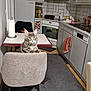 Maverick participe au concours pour gagner de l'argent avec cette photo : appliance, cabinet, cat, chair, countertop, curious, domestic, floor, furniture, gray, household, indoor, kitchen, oven, paper_towel, pet, rug, sink, table, towel