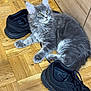 kitten, cat, gray_fur, pet, floor, wooden_floor, sneakers, black_shoes, indoor, curious, young_cat, feline, fur, whiskers, paws, ears, home, domestic_animal, animal, cute