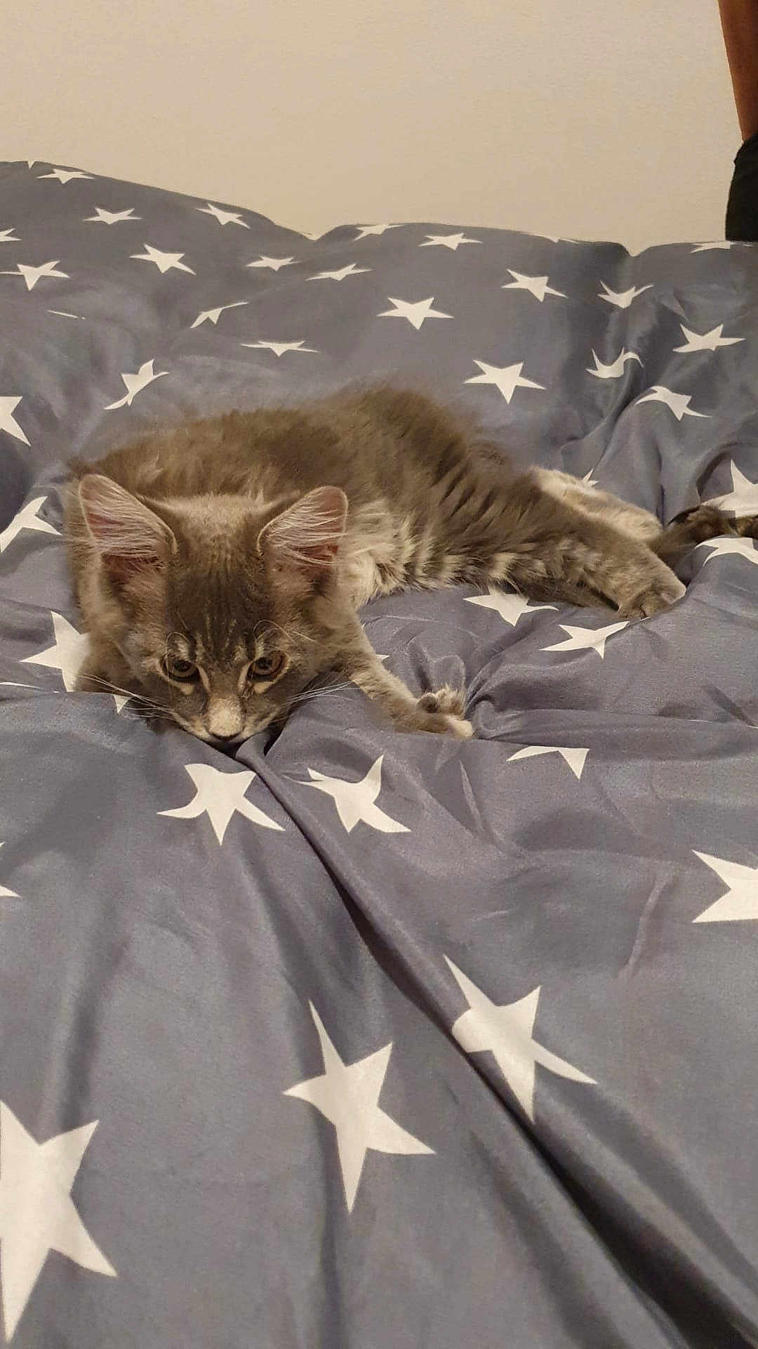 Maverick a rejoint le concours — aidez-le/la à gagner de superbes lots ! cat, kitten, gray_cat, tabby, bed, bedding, star_pattern, indoor, pet, fur, whiskers, ears, cute, animal, resting, lying_down, curious, young_cat, feline, cozy