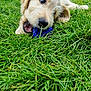 animal, ball, canine, dog, field, football, goldenretriever, grass, grassland, lawn, nature, outdoors, pet, plant, puppy, soccer, soccerball, sport, tennis, tennisball