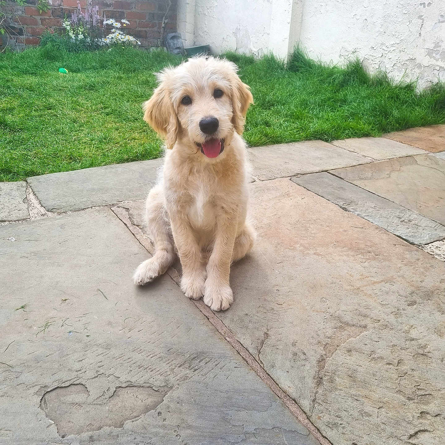 Crumble joined the competition — help win amazing prizes! animal, brick, canine, cockerspaniel, dog, flagstone, goldenretriever, grass, lawn, nature, path, pet, plant, poodle, puppy, sidewalk, slate, terrier, walkway, whitedog