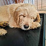 animal, canine, cockerspaniel, den, dog, doghouse, goldenretriever, hardwood, hound, indoors, kennel, labradorretriever, person, pet, plywood, poodle, puppy, sleeping, terrier, wood