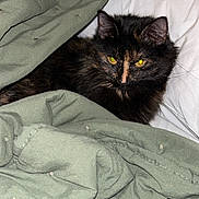 Willow joined the competition — help win amazing prizes! cat, tortoiseshell, long_haired_cat, pet, blanket, green_blanket, pillow, bed, bedding, yellow_eyes, fur, whiskers, ears, indoor, cozy, resting, sleepy, closeup, portrait, domestic_cat