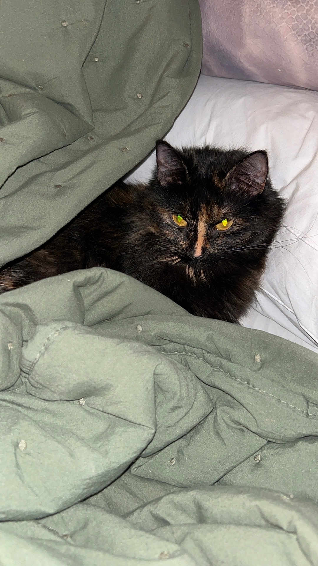 Willow joined the competition — help win amazing prizes! cat, tortoiseshell, long_haired_cat, pet, blanket, green_blanket, pillow, bed, bedding, yellow_eyes, fur, whiskers, ears, indoor, cozy, resting, sleepy, closeup, portrait, domestic_cat