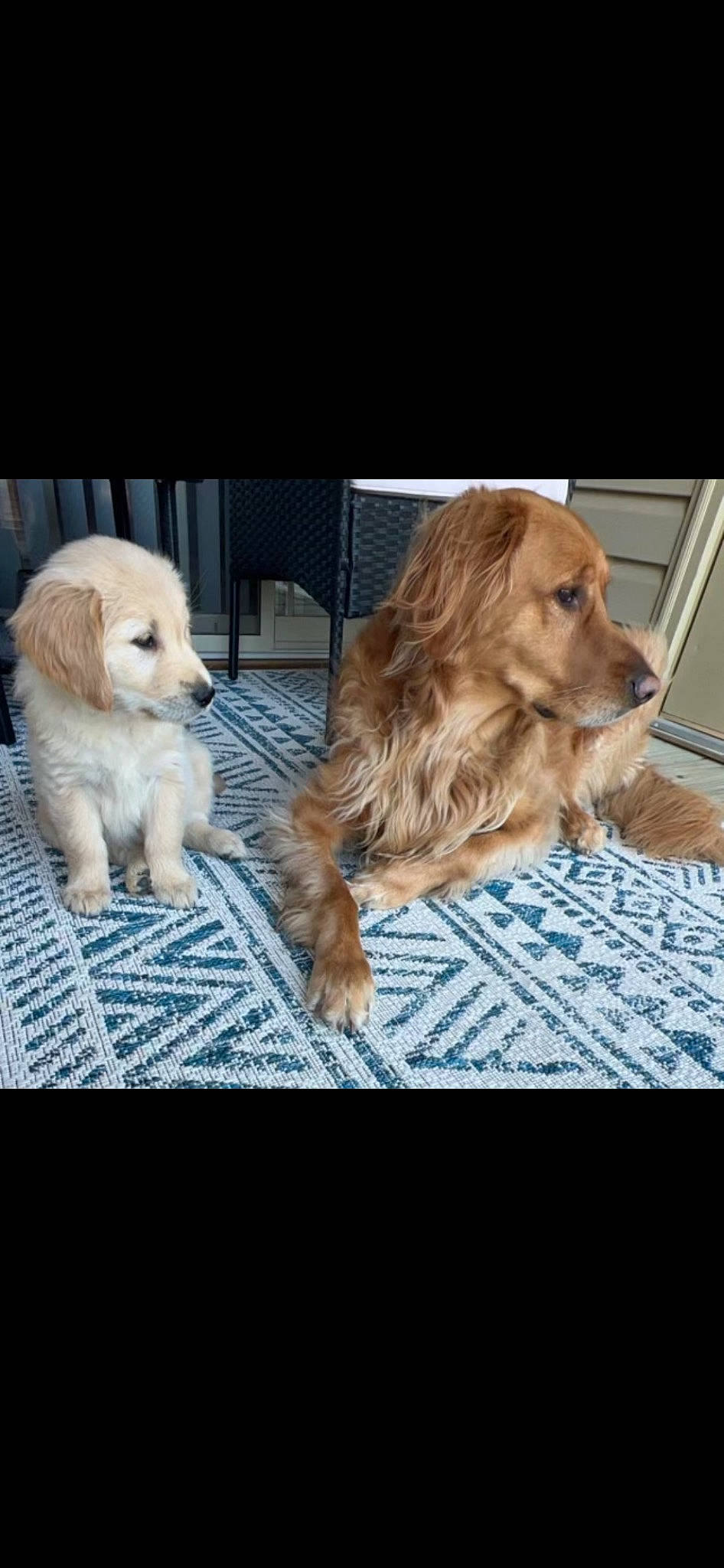 Callie is registered to the contest to win money with this photo: canidae, carnivore, companion_dog, dog, dog_breed, dog_supply, fawn, flooring, fur, gun_dog, liver, paw, pet_supply, snout, spaniel, sporting_group, tail, terrestrial_animal, wood, working_animal