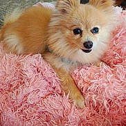 Daisy Grace is registered to the contest to win money with this photo: adorable, animal, closeup, companion, cozy, cute, dog, domestic_animal, fluffy, fur, indoor, mammal, pet, pink_blanket, pomeranian, portrait, relaxed, resting, small_dog, soft_texture