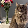 Mak is registered to the contest to win money with this photo: cat, fluffy, gray_cat, flowers, vase, bouquet, table, indoor, pet, domestic_cat, feline, sitting, calm, decor, plant_stem, colorful, pink_flowers, red_flowers, white_flowers, purple_flowers