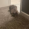 Mak is registered to the contest to win money with this photo: animal, carpet, cat, cozy, domestic_animal, door, feline, floor, fur, gray_cat, hallway, home, indoor, interior, looking, lying_down, pet, quiet, resting, room