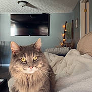 Mak joined the competition — help win amazing prizes! cat, fluffy, gray, yellow_eyes, blanket, living_room, television, string_lights, cozy, furniture, indoor, pet, animal, cute, domestic_cat, relaxed, soft_texture, home, comfort, portrait