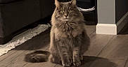 Mak joined the competition — help win amazing prizes! animal, blanket, cat, cozy, curious, cute, domestic, feline, fluffy, fur, gray, home, indoor, lamp, living_room, pet, sitting, sofa, table, wooden_floor