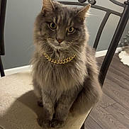 Mak joined the competition — help win amazing prizes! cat, gray_cat, fluffy, sitting, chair, cushion, gold_chain, indoor, wood_floor, gray_wall, metal_chair, pet, feline, looking_at_camera, domestic_animal, cute, animal, fur, whiskers, ears