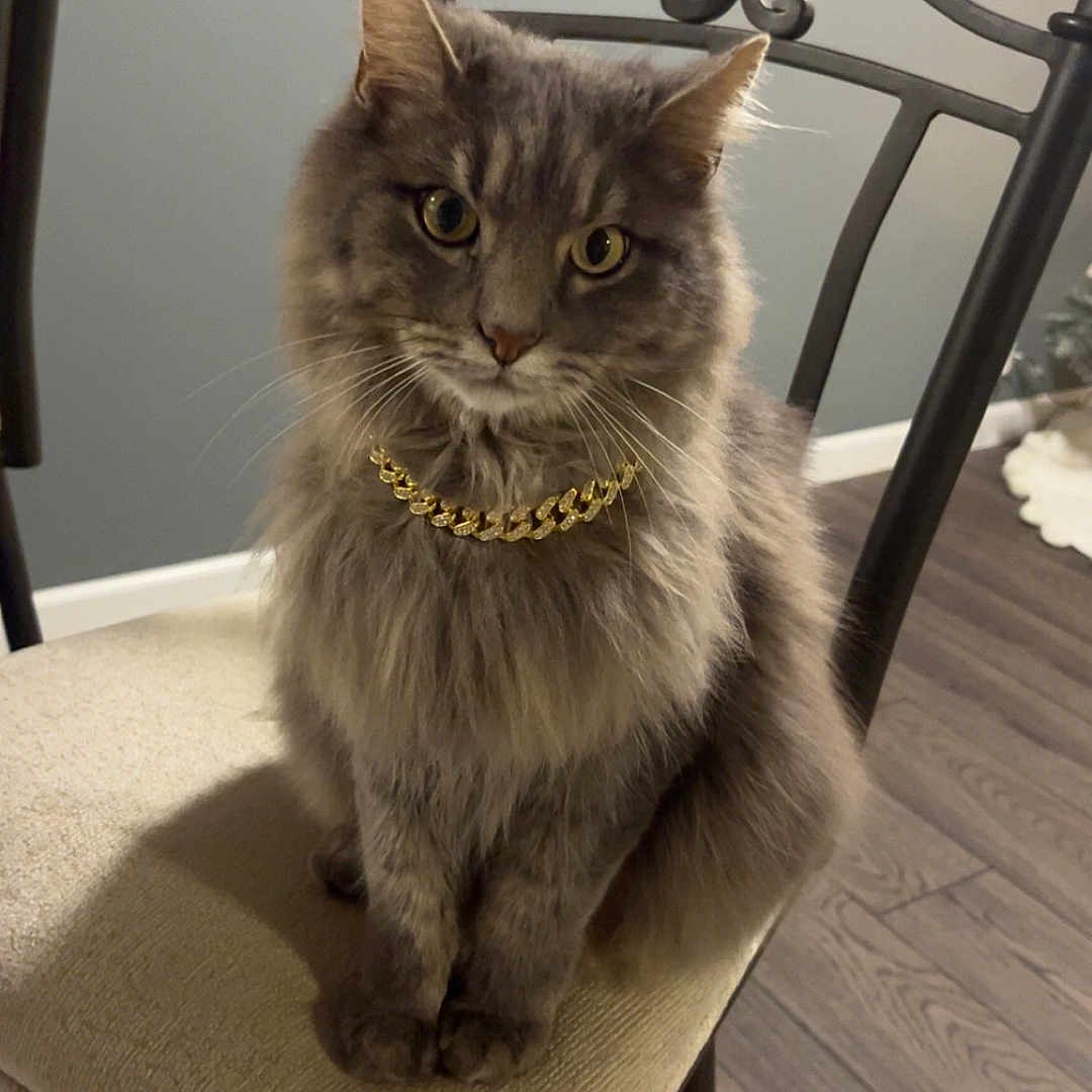 Mak joined the competition — help win amazing prizes! cat, gray_cat, fluffy, sitting, chair, cushion, gold_chain, indoor, wood_floor, gray_wall, metal_chair, pet, feline, looking_at_camera, domestic_animal, cute, animal, fur, whiskers, ears