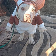 Cupid is registered to the contest to win money with this photo: dog, costume, outdoor, yard, gate, rug, pet, animal, funny, white_dog, brown_costume, ears, leash, wooden_deck, sunlight, car, doghouse, grass, fence, shadow