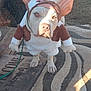 dog, costume, outdoor, yard, gate, rug, pet, animal, funny, white_dog, brown_costume, ears, leash, wooden_deck, sunlight, car, doghouse, grass, fence, shadow