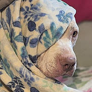 Cupid joined the competition — help win amazing prizes! animal, blanket, calm, closeup, comfort, cozy, dog, ear, expression, face, floral_pattern, fur, indoor, muzzle, nose, pet, resting, snug, soft, wrapped