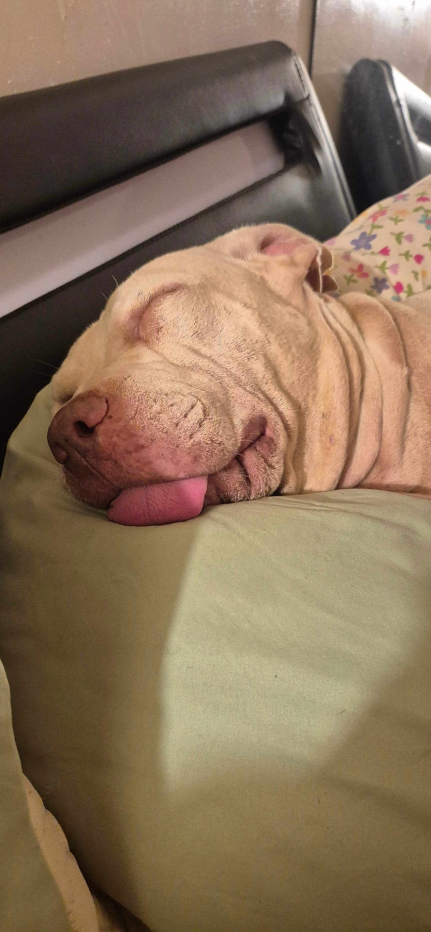 Cupid is registered to the contest to win money with this photo: dog, sleeping, tongue_out, bed, pillow, floral_pattern, cozy, relaxation, pet, animal, close_up, indoor, resting, cute, wrinkles, light_brown, snout, ears, soft, calm