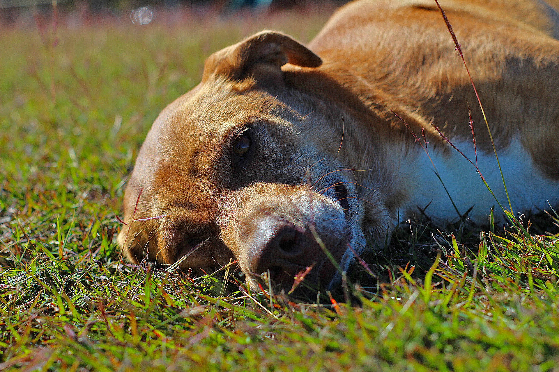 Honey is registered to the contest to win money with this photo: big_cats, carnivore, dog_breed, fawn, fur, grass, grass_family, grassland, grazing, landscape, natural_landscape, pasture, plain, plant, prairie, snout, sporting_group, terrestrial_animal, whiskers, wildlife