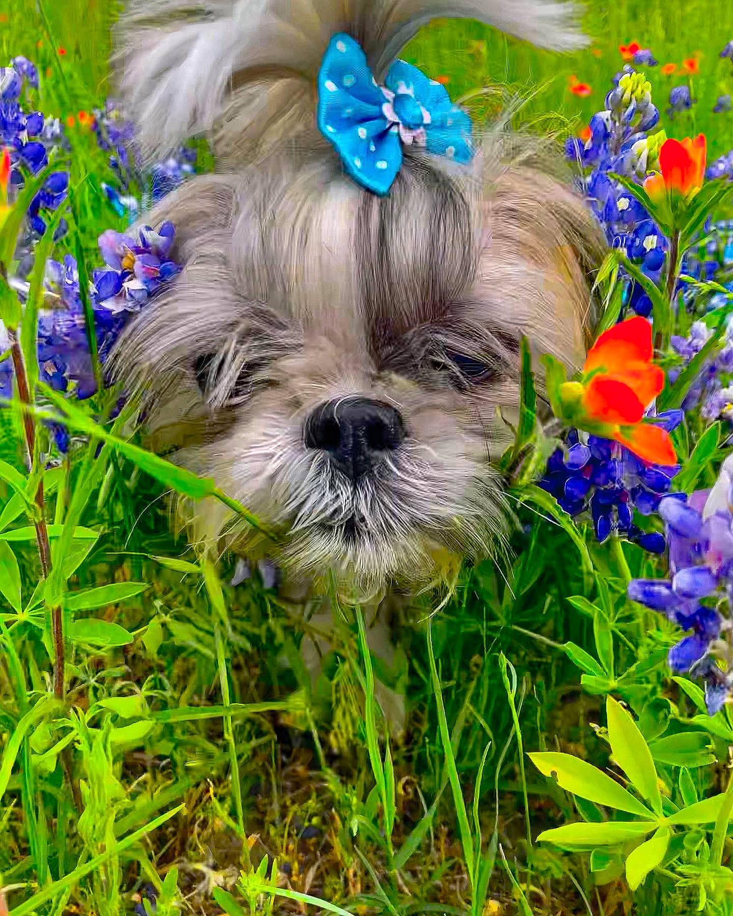 Lucy is registered to the contest to win money with this photo: carnivore, companion_dog, dog, dog_breed, dog_supply, electric_blue, fawn, flower, grass, groundcover, liver, petal, plant, shih_tzu, snout, sporting_group, terrier, toy_dog, water_dog, working_animal