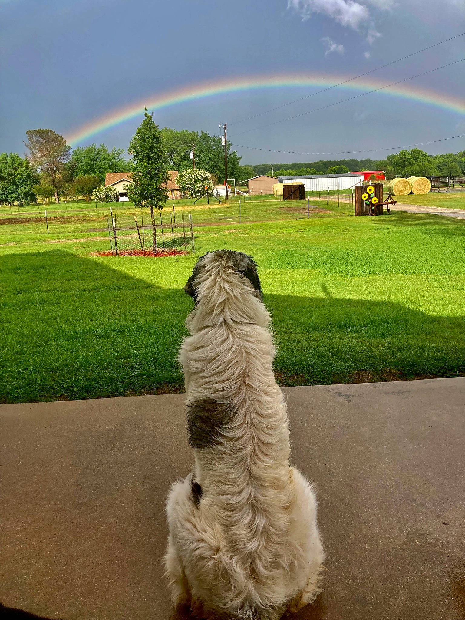 Charley joined the competition — help win amazing prizes! biome, carnivore, cloud, companion_dog, daytime, dog, dog_breed, fawn, grass, grassland, green, landscape, light, morning, natural_landscape, photograph, plant, rainbow, sky, tree