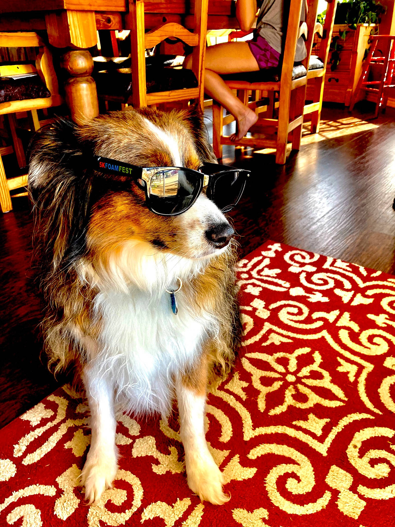 Brody is registered to the contest to win money with this photo: canidae, carnivore, collie, companion_dog, dog, dog_breed, event, fawn, felidae, floor, flooring, hardwood, herding_dog, rough_collie, scotch_collie, shetland_sheepdog, snout, tail, whiskers, wood