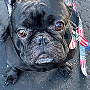 Boots joined the competition — help win amazing prizes! dog, french_bulldog, black_dog, pet, canine, close_up, outdoor, asphalt, leash, collar, brown_eyes, looking_up, sitting, paw, fur, wrinkles, portrait, animal, companion, cute