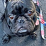 dog, french_bulldog, black_dog, pet, canine, close_up, outdoor, asphalt, leash, collar, brown_eyes, looking_up, sitting, paw, fur, wrinkles, portrait, animal, companion, cute