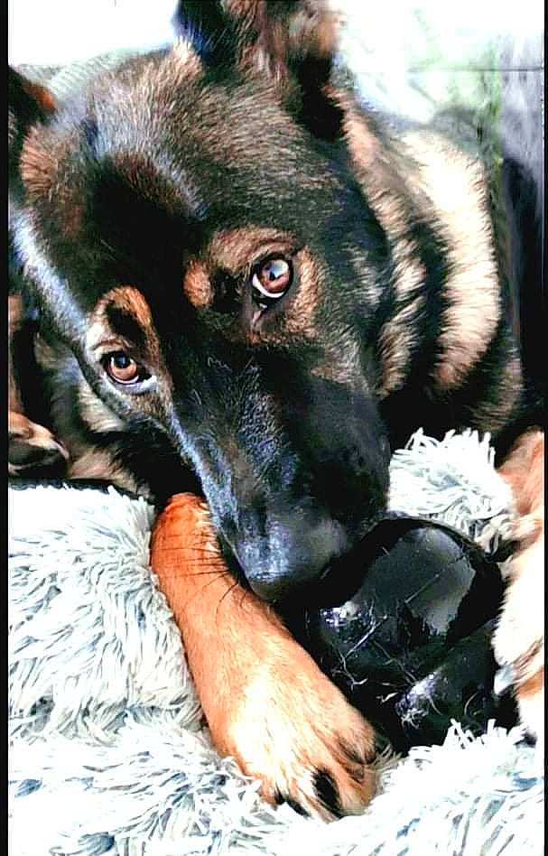 Rosko participe au concours pour gagner de l'argent avec cette photo : canidae, carnivore, companion_dog, dog, dog_breed, dog_collar, dog_supply, ear, fawn, fur, guard_dog, paw, puppy, rectangle, snout, sporting_group, terrestrial_animal, whiskers, working_animal, working_dog