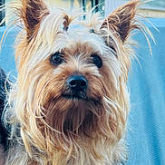 Melody is registered to the contest to win money with this photo: dog, yorkshire_terrier, pet, animal, fur, ears, outdoor, autumn, hair_tie, cute, small_dog, face, portrait, canine, furry, companion, blue_background, nature, close_up, adorable