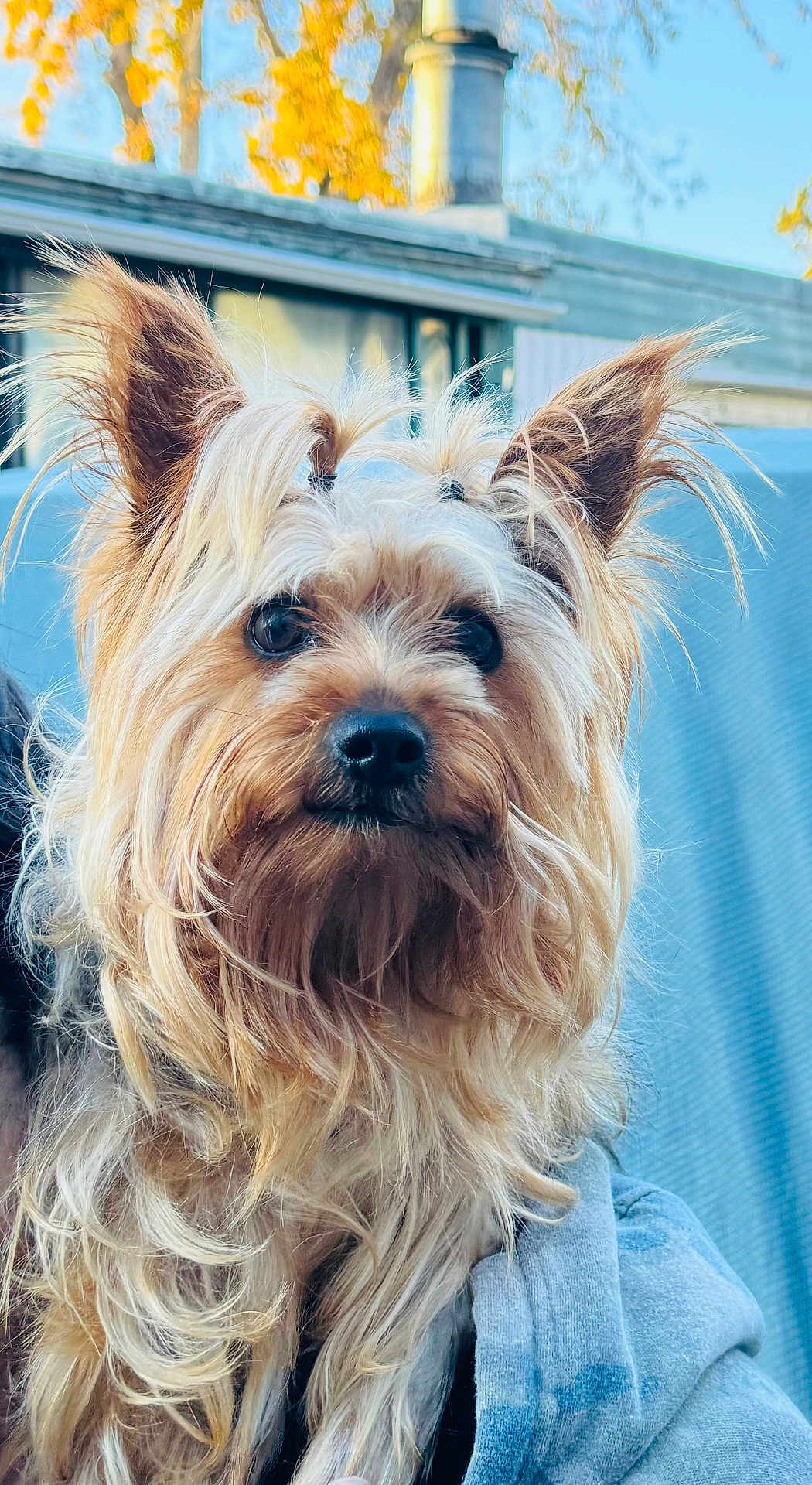Melody is registered to the contest to win money with this photo: dog, yorkshire_terrier, pet, animal, fur, ears, outdoor, autumn, hair_tie, cute, small_dog, face, portrait, canine, furry, companion, blue_background, nature, close_up, adorable