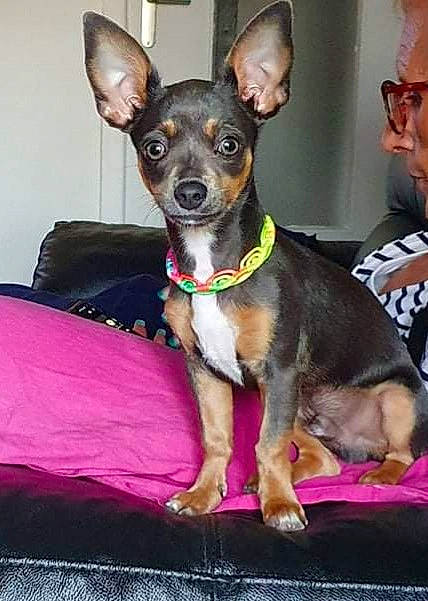 Sopra a rejoint le concours — aidez-le/la à gagner de superbes lots ! canidae, carnivore, collar, companion_dog, dog, dog_breed, dog_collar, dog_supply, ear, fawn, guard_dog, magenta, prazsky_krysarik, russkiy_toy, snout, sporting_group, sunglasses, toy_dog, working_animal, working_dog