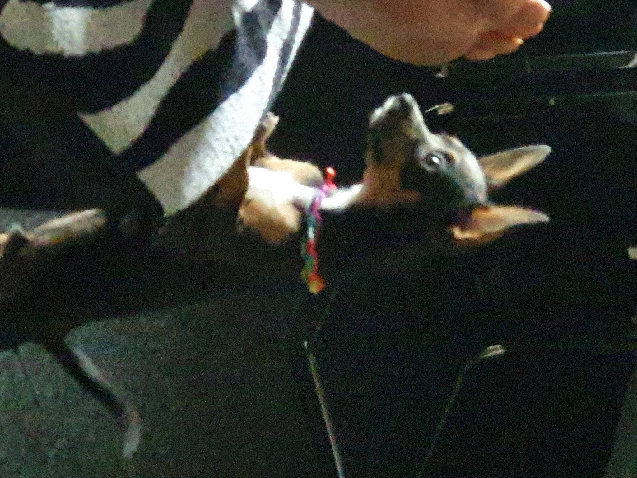 Sopra a rejoint le concours — aidez-le/la à gagner de superbes lots ! canidae, carnivore, claw, companion_dog, darkness, dog_breed, fawn, felidae, fur, gesture, mammal, paw, small_to_medium_sized_cats, sporting_group, tail, whiskers, wildlife