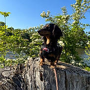 Abby a rejoint le concours — aidez-le/la à gagner de superbes lots ! dog, dachshund, tree_stump, outdoor, nature, greenery, flowers, blue_sky, sunlight, canine, pet, leash, plant, bark, summer, small_dog, fur, portrait, animal, daylight