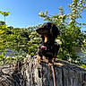 dog, dachshund, tree_stump, outdoor, nature, greenery, flowers, blue_sky, sunlight, canine, pet, leash, plant, bark, summer, small_dog, fur, portrait, animal, daylight