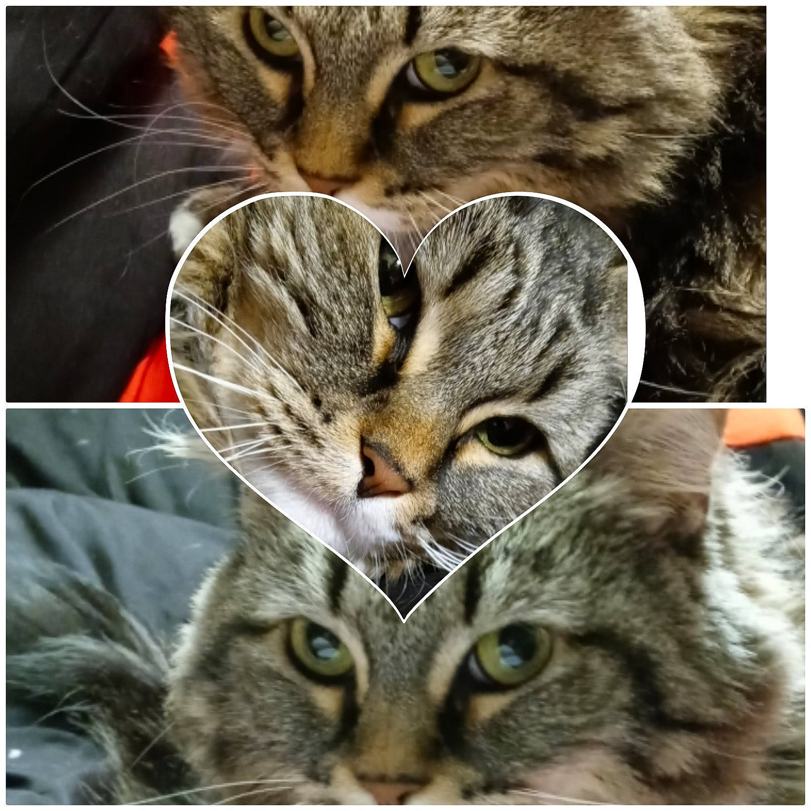 Kray Kray joined the competition — help win amazing prizes! adaptation, beauty, carnivore, cat, close_up, ear, eye, felidae, fur, green, head, iris, nose, organ, organism, photograph, small_to_medium_sized_cats, snapshot, snout, whiskers