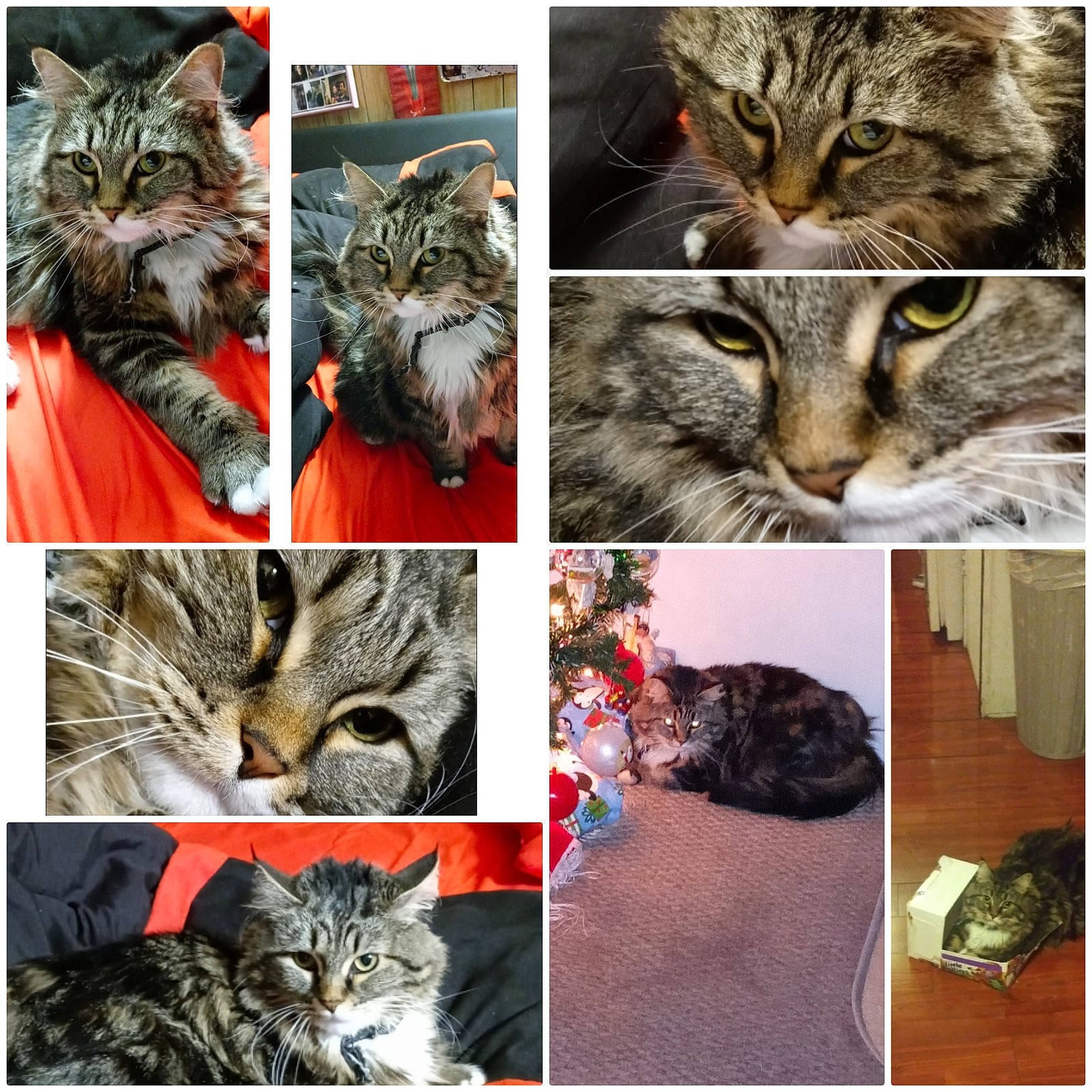 Kray Kray is registered to the contest to win money with this photo: beauty, carnivore, cat, collage, domestic_short_haired_cat, facial_expression, felidae, fur, mammal, organ, organism, pattern, paw, photo_caption, small_to_medium_sized_cats, snapshot, snout, vertebrate, whiskers, wildlife