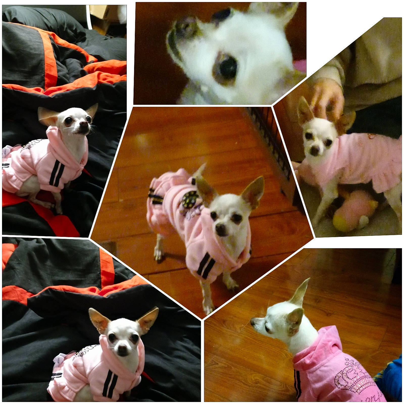 Roxi is registered to the contest to win money with this photo: carnivore, companion_dog, dog, dog_breed, fawn, green, light, line, mammal, pattern, pet_supply, photograph, pink, product, snapshot, snout, stock_photography, vertebrate, white, working_animal