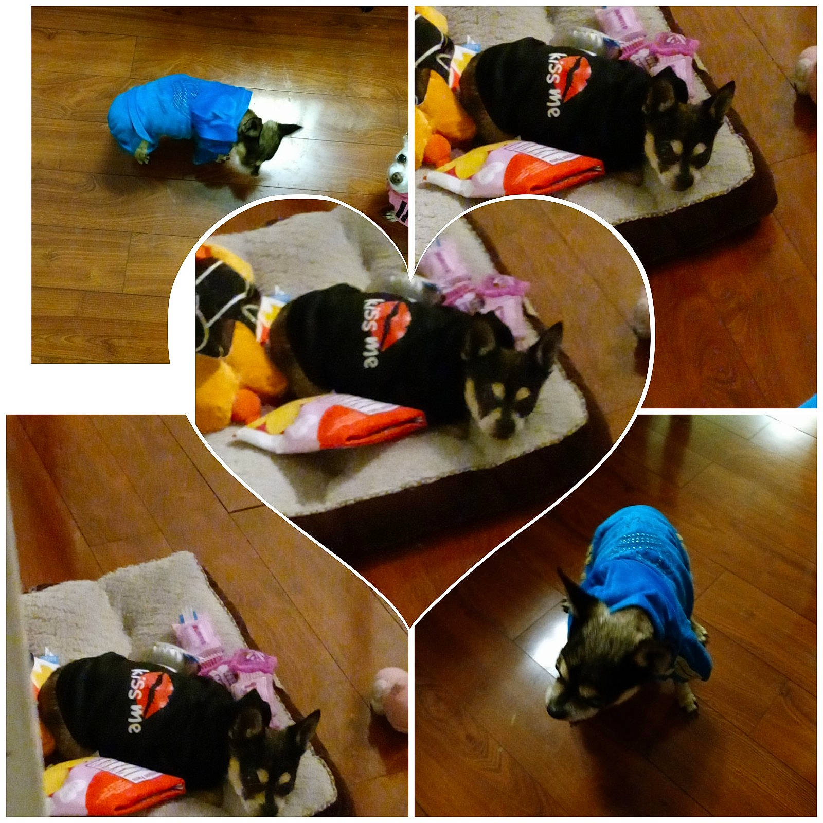 Rocky is registered to the contest to win money with this photo: black, carnivore, comfort, companion_dog, dog, dog_breed, dog_supply, felidae, flooring, grass, green, hardwood, mammal, pet_supply, photograph, product, snapshot, vertebrate, wood, yellow