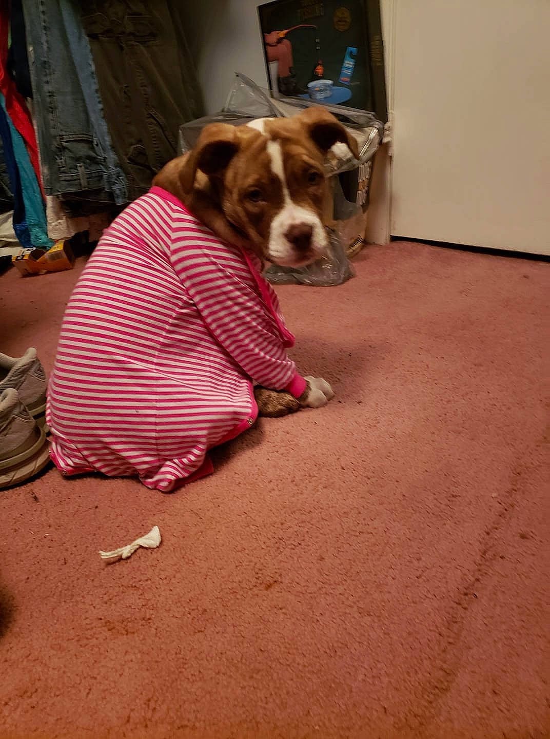 Cookie Dough is registered to the contest to win money with this photo: canidae, carnivore, companion_dog, dog, dog_breed, fawn, floor, flooring, snout, sporting_group