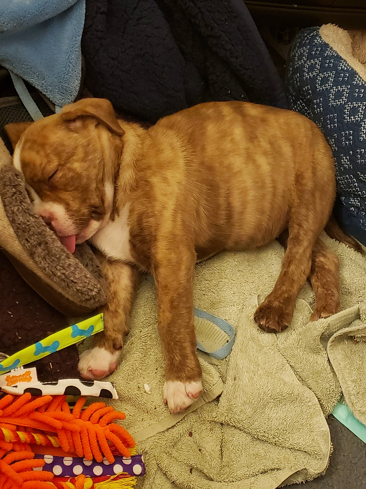 Cookie Dough is registered to the contest to win money with this photo: canidae, carnivore, dog, dog_breed, dogue_de_bordeaux, fawn, mammal, puppy, sporting_group, vertebrate