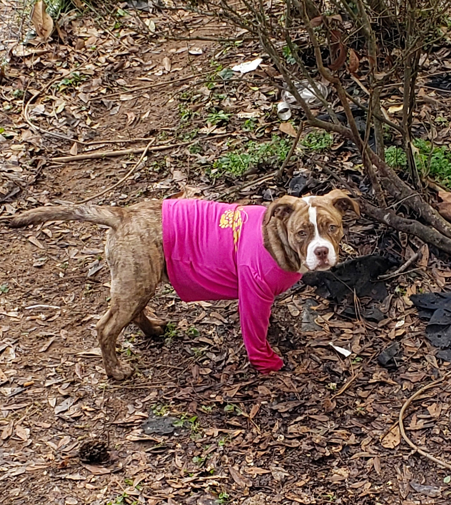 Cookie Dough is registered to the contest to win money with this photo: adventure, american_bulldog, american_staffordshire_terrier, canidae, carnivore, dog, dog_breed, dog_clothes, fawn, non_sporting_group, old_english_bulldog, olde_english_bulldogge, plant, tree