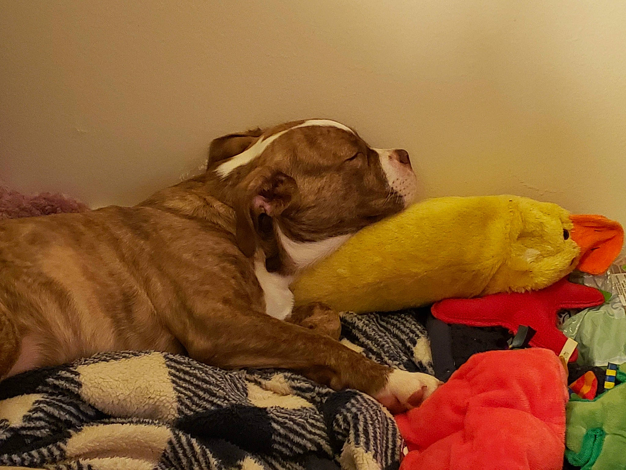 Cookie Dough is registered to the contest to win money with this photo: american_bulldog, canidae, carnivore, dog, dog_breed, fawn, nap, non_sporting_group, old_english_bulldog, olde_english_bulldogge, pit_bull, puppy, puppy_love, snout, tail