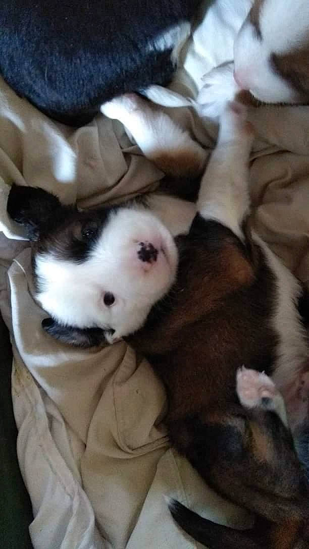 Tengo participe au concours pour gagner de l'argent avec cette photo : ball, canidae, carnivore, comfort, companion_dog, dog, dog_breed, fawn, felidae, football, fur, paw, puppy_love, small_to_medium_sized_cats, snout, sporting_group, tail, toy_dog, whiskers, working_animal