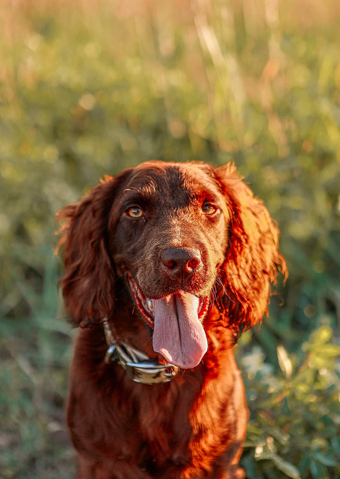 Apache is registered to the contest to win money with this photo: canidae, carnivore, companion_dog, dog, dog_breed, fur, grass, gun_dog, hunting_dog, liver, pont_audemer_spaniel, retriever, snout, spaniel, sporting_group, walking, working_animal
