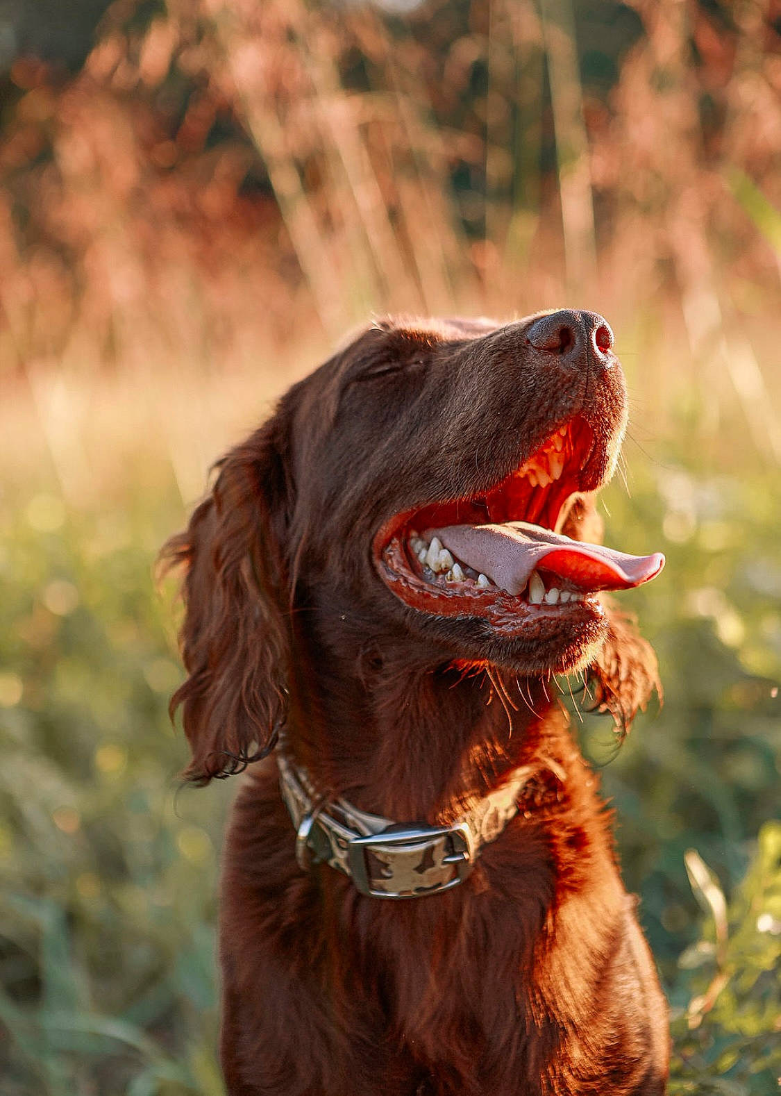 Apache joined the competition — help win amazing prizes! canidae, carnivore, collar, companion_dog, dog, dog_breed, dog_collar, fang, grass, gun_dog, happy, hunting_dog, irish_red_and_white_setter, liver, pointing_breed, pont_audemer_spaniel, retriever, snout, spaniel, sporting_group