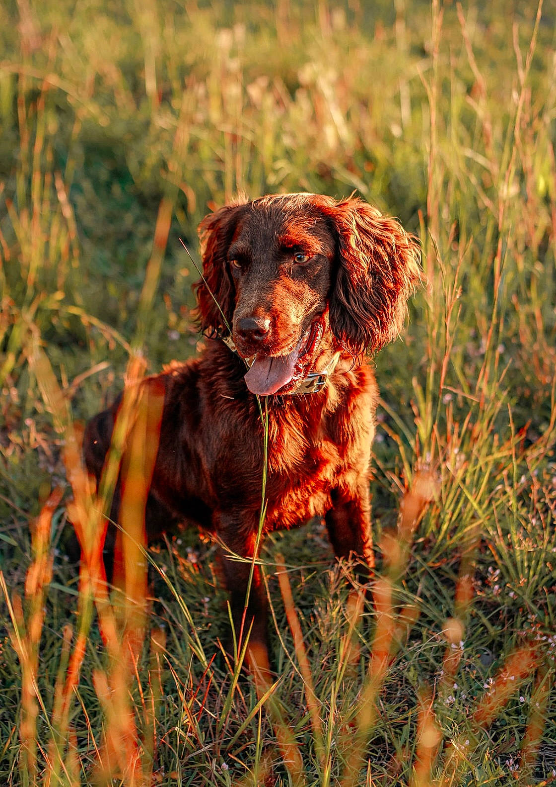 Apache is registered to the contest to win money with this photo: canidae, carnivore, companion_dog, dog, dog_breed, fawn, grass, grassland, gun_dog, hunting_dog, liver, plant, pointing_breed, retriever, spaniel, sporting_group, terrestrial_animal, working_animal