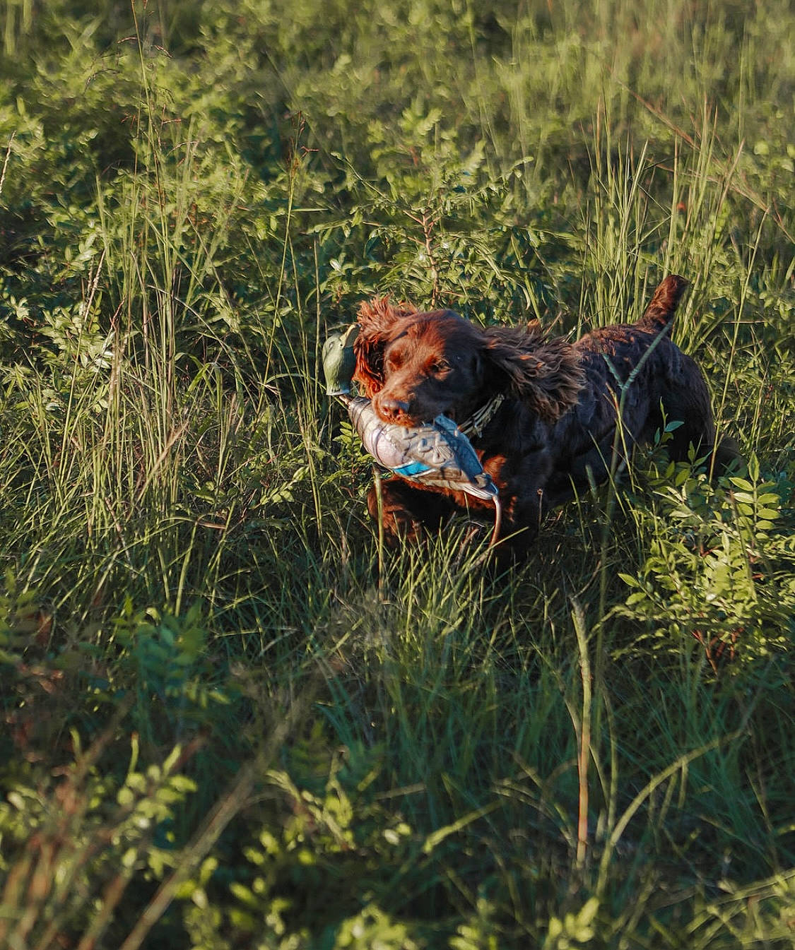 Apache joined the competition — help win amazing prizes! beak, canidae, carnivore, dog_breed, fawn, field, grass, grassland, landscape, liver, meadow, natural_landscape, people_in_nature, plant, plant_community, prairie, soil, sporting_group, terrestrial_animal, working_animal